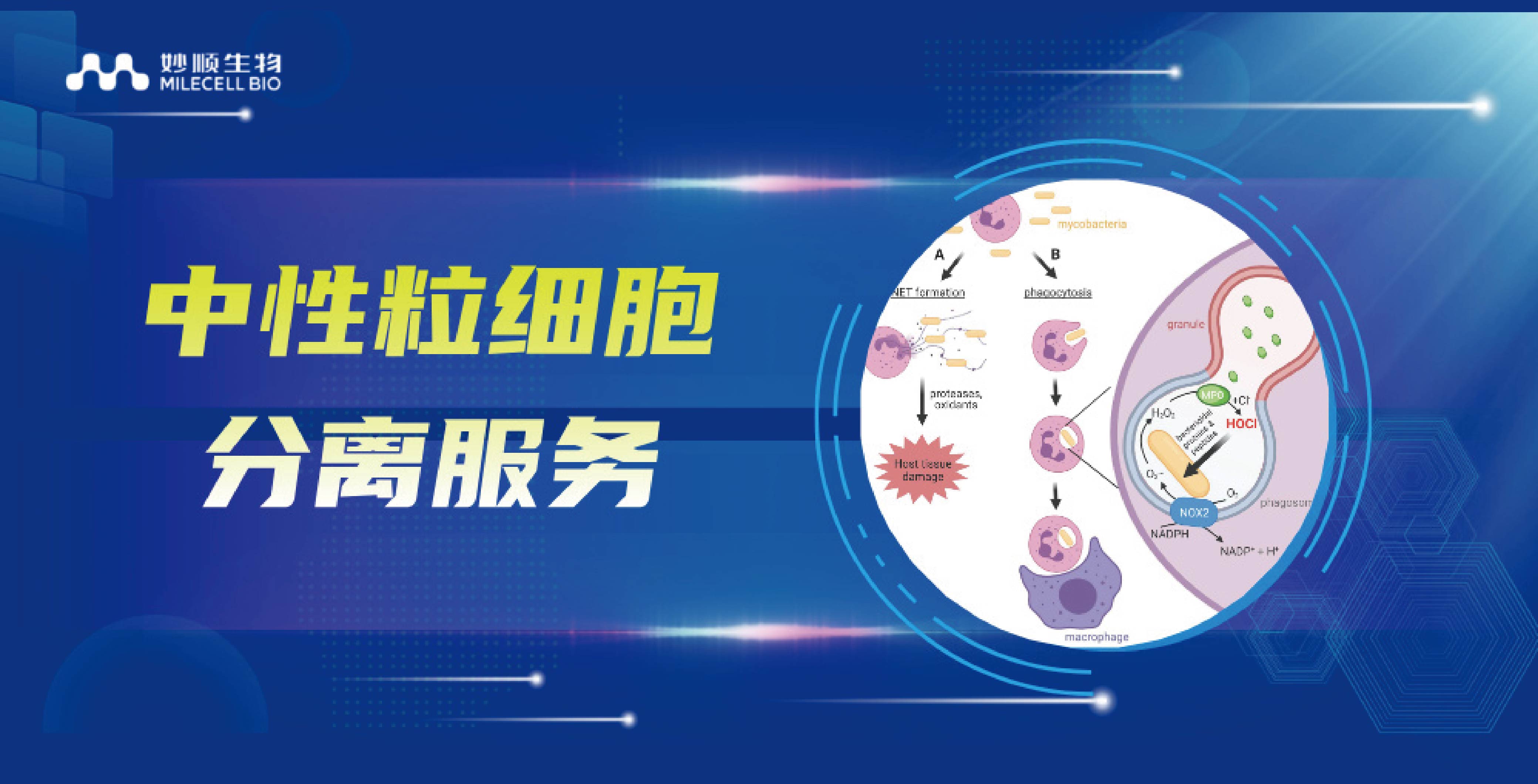 必赢国际bwi437|中性粒细胞分离服务