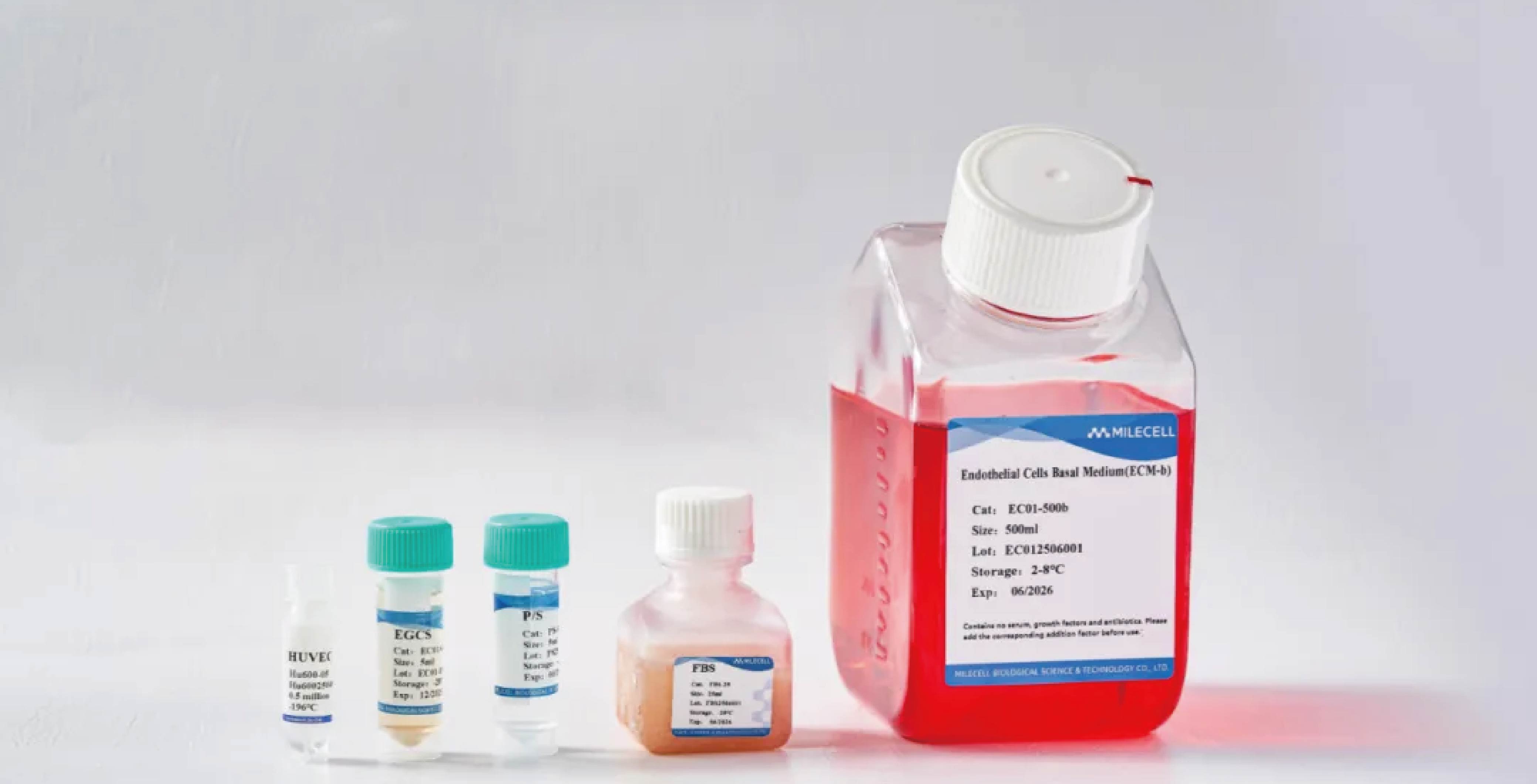 血管研究绕不开的核心模型 ——HUVEC