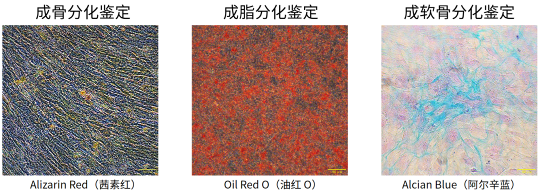 新品上市 | 必赢国际bwi437X元戊医学新推出i-MSC细胞产品(图3)
