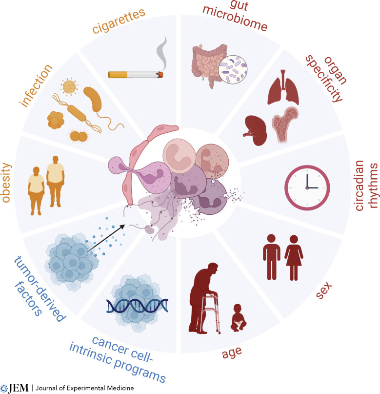 必赢国际bwi437|中性粒细胞分离服务(图1)