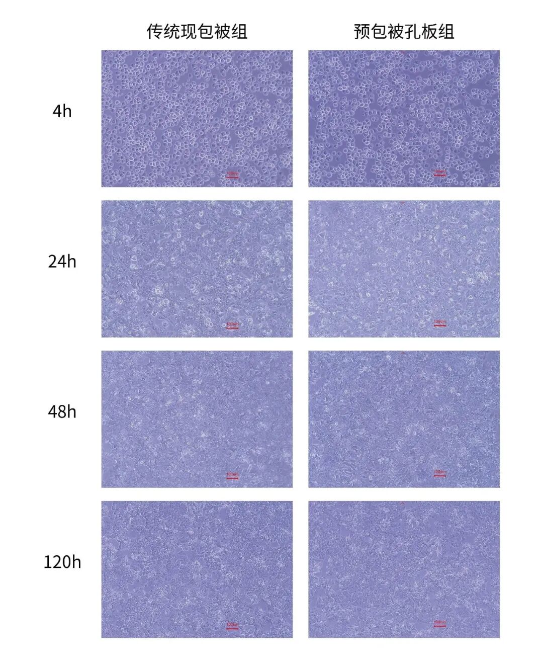 实验时间告急？这款预包被板让肝细胞培养“贴”然自若！(图3)