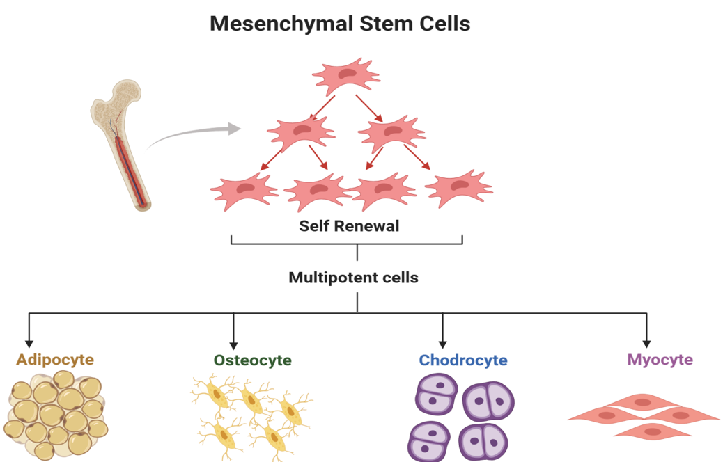 新品上市｜必赢国际bwi437推出人间充质干细胞分离服务(图1)