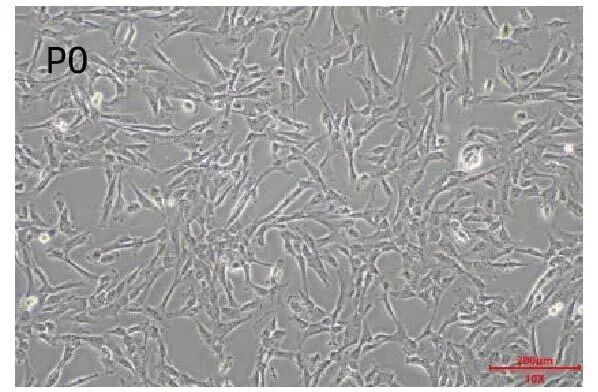 新品上市｜必赢国际bwi437推出人间充质干细胞分离服务(图2)