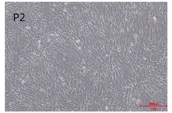 新品上市｜必赢国际bwi437推出人间充质干细胞分离服务(图4)