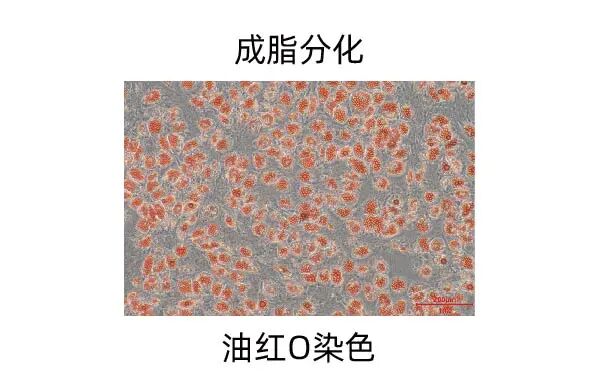 新品上市｜必赢国际bwi437推出人间充质干细胞分离服务(图10)