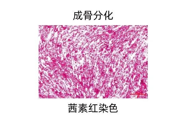 新品上市｜必赢国际bwi437推出人间充质干细胞分离服务(图11)