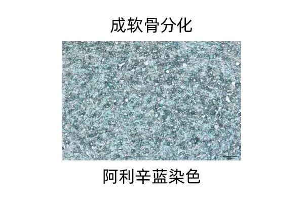 新品上市｜必赢国际bwi437推出人间充质干细胞分离服务(图12)