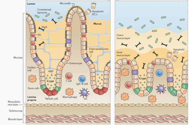 新品上市｜肠上皮细胞：窥探肠道健康的“微观守护者”(图1)