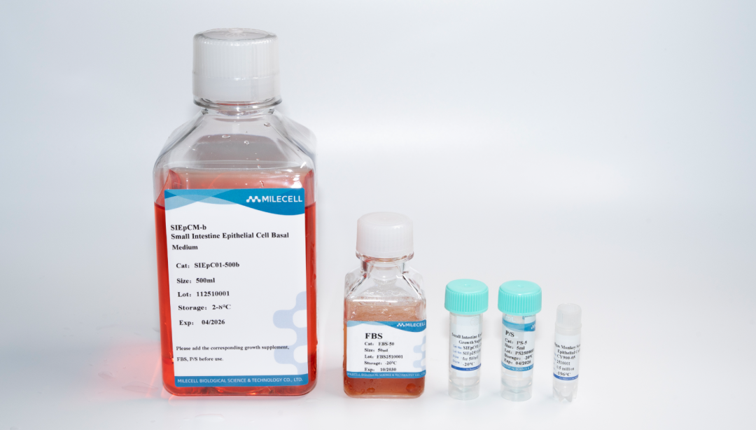 新品上市｜肠上皮细胞：窥探肠道健康的“微观守护者”(图2)