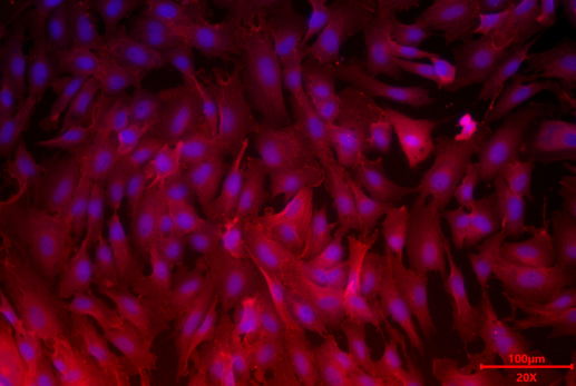 新品上市｜肠上皮细胞：窥探肠道健康的“微观守护者”(图4)