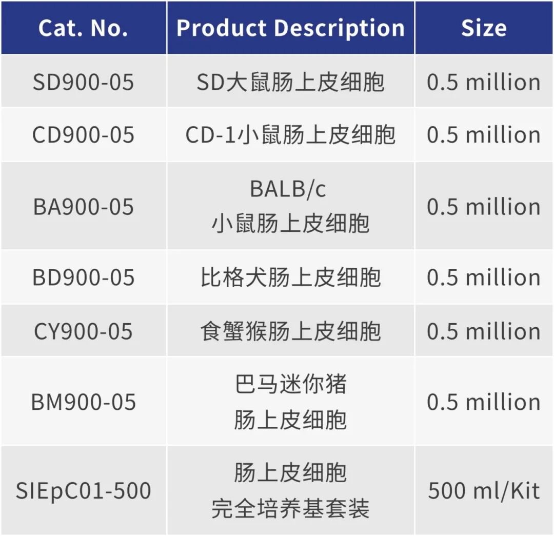 新品上市｜肠上皮细胞：窥探肠道健康的“微观守护者”(图5)