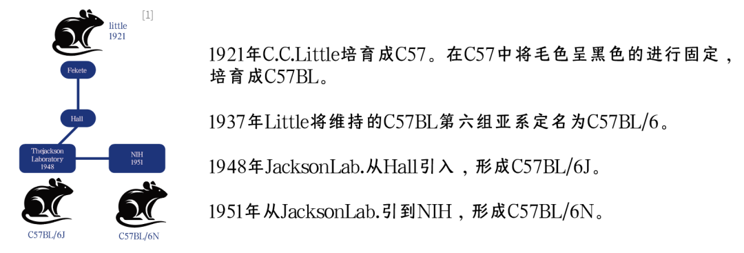 鼠界“双子星”大PK(图2)