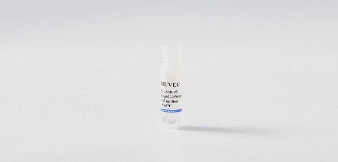 血管研究绕不开的核心模型 ——HUVEC(图2)