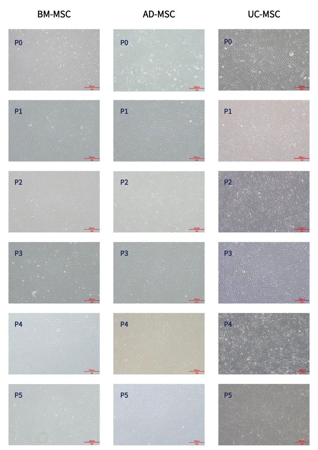 新品上市|必赢国际bwi437推出人间充质干细胞分离服务(图2)