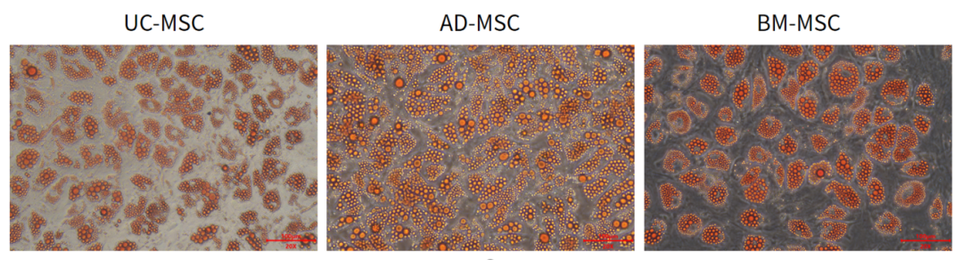 新品上市|必赢国际bwi437推出人间充质干细胞分离服务(图5)