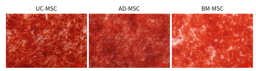 新品上市|必赢国际bwi437推出人间充质干细胞分离服务(图6)