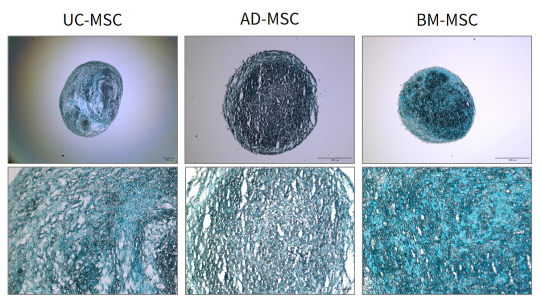 新品上市|必赢国际bwi437推出人间充质干细胞分离服务(图7)