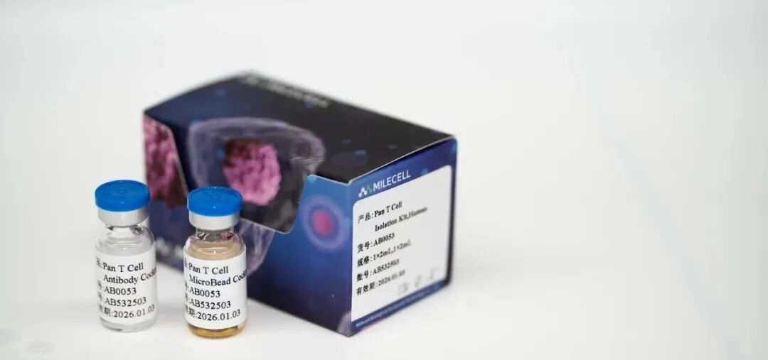 更懂细胞,更优分选系列(五)| Milecell MagSep™ CD8+ T细胞阴选试剂盒(图14)