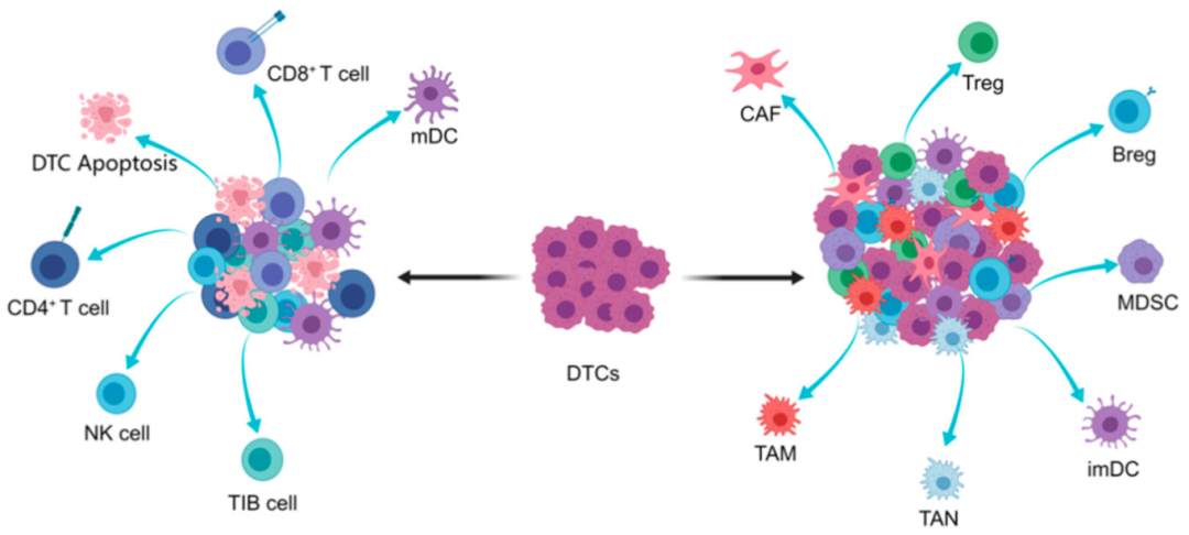 新品上市 | 解离的肿瘤原代细胞（DTCs）分离冻存服务(图1)