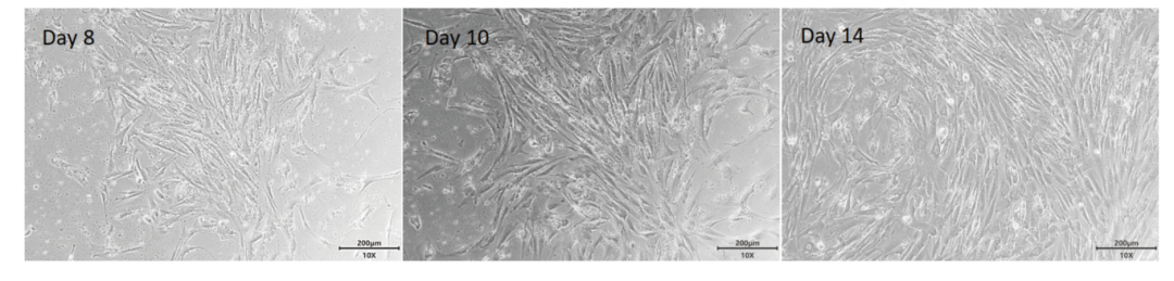 新品上市 | 解离的肿瘤原代细胞（DTCs）分离冻存服务(图2)