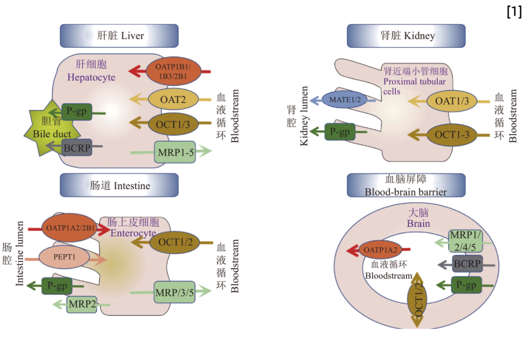 SLC转运体系列（二）即用型“人OCT2转运体细胞”全新亮相(图1)