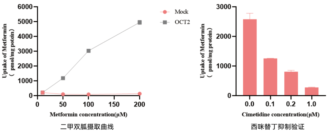 SLC转运体系列（二）即用型“人OCT2转运体细胞”全新亮相(图3)
